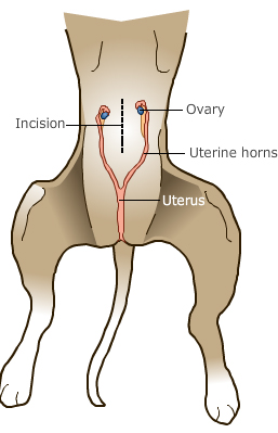 when to spay a female puppy